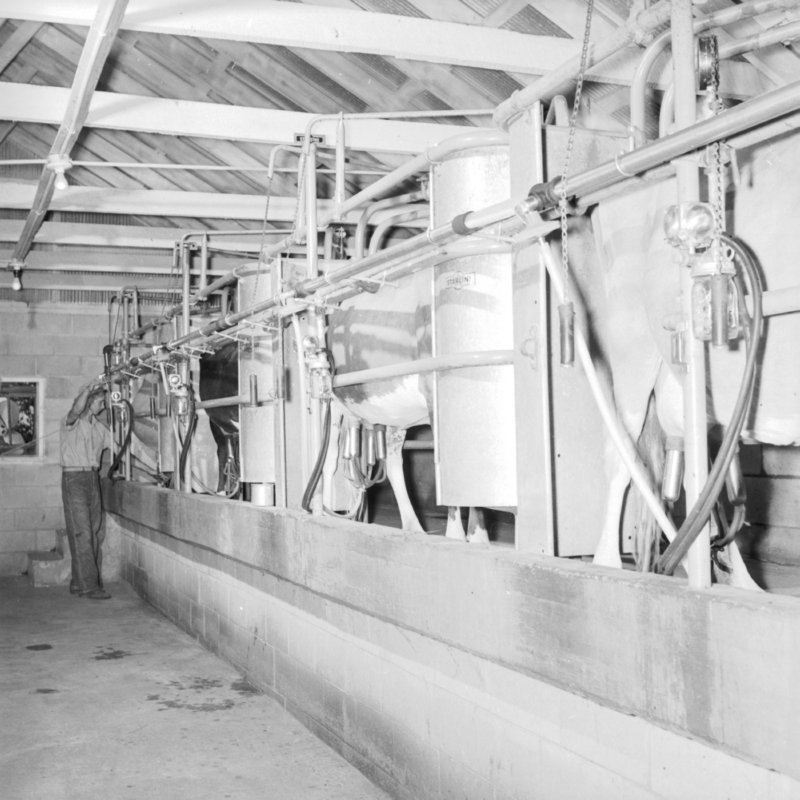 128_have worked hard... (1954).jpg